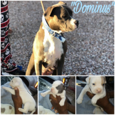 American Bully Puppy for sale in LAVEEN, AZ, USA