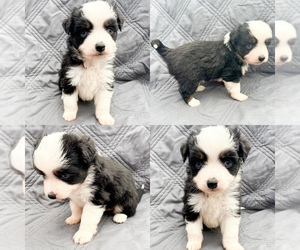 Miniature Australian Shepherd Puppy for sale in BROOKER, FL, USA