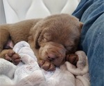 Small Photo #14 Labrador Retriever Puppy For Sale in FLAGLER, CO, USA