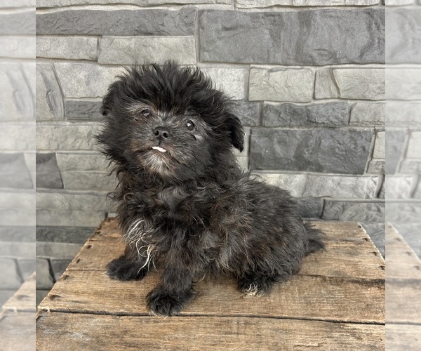 Medium Photo #1 Shiranian Puppy For Sale in MIDDLEBURY, IN, USA