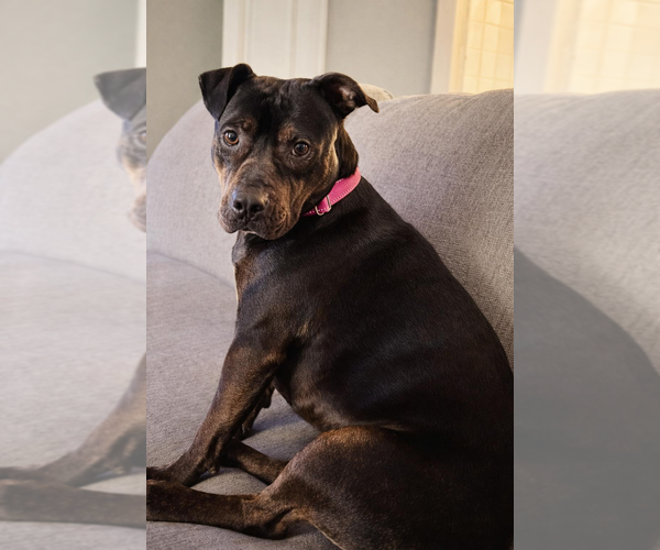 Medium Photo #15 Staffordshire Bull Terrier-Unknown Mix Puppy For Sale in Brewster, NY, USA