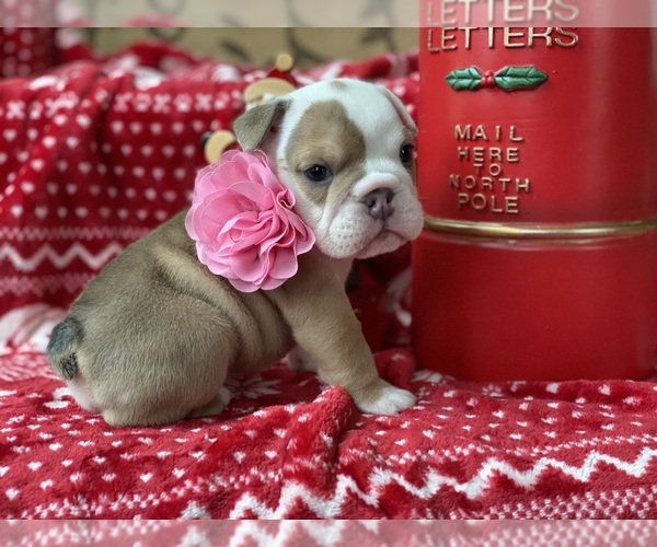 Medium Photo #1 English Bulldog Puppy For Sale in COVINGTON, WA, USA