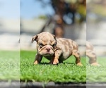 Small #10 English Bulldog