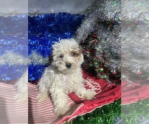 YorkiePoo Puppy for sale in DURHAM, CT, USA