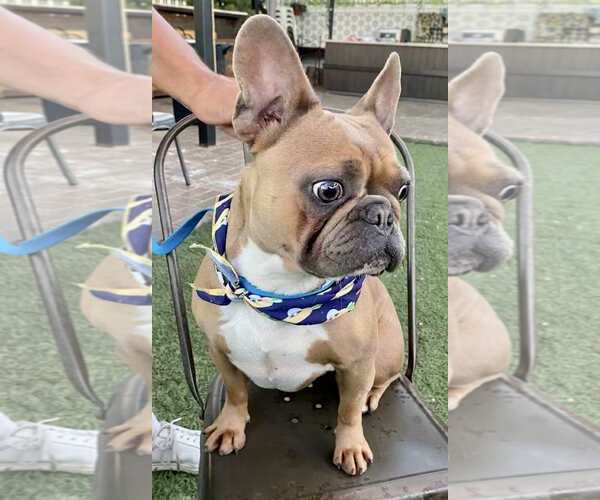 Medium Photo #9 French Bulldog Puppy For Sale in Escondido, CA, USA