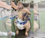 Small #8 French Bulldog