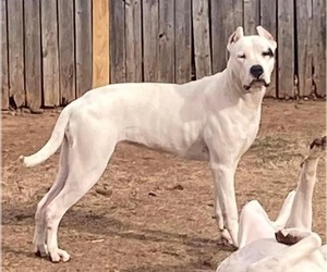 Mother of the Dogo Argentino puppies born on 10/18/2023