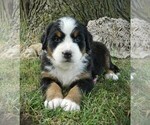 Puppy Roxi Bernese Mountain Dog