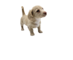 Small Photo #22 Dachshund Puppy For Sale in BALLWIN, MO, USA