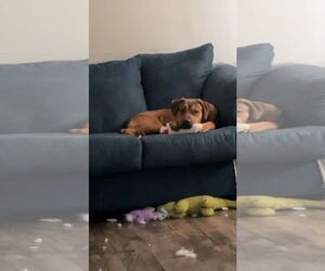 Harry - Male Rottweiler-American Pit Bull Terrier Dog for Adoption - Photo #3