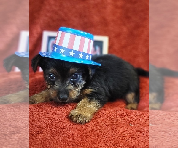 Medium Photo #64 Yorkshire Terrier Puppy For Sale in AKRON, OH, USA