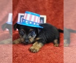 Small #2 Yorkshire Terrier