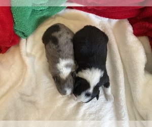 Miniature Australian Shepherd Puppy for sale in FORT MORGAN, CO, USA