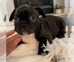 Small Photo #55 French Bulldog Puppy For Sale in GIG HARBOR, WA, USA