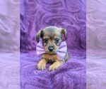 Small Photo #4 Fox Terrier (Toy)-Poodle (Toy) Mix Puppy For Sale in LINCOLN UNIV, PA, USA