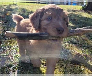 Australian Shepherd Puppy for sale in ARCHDALE, NC, USA