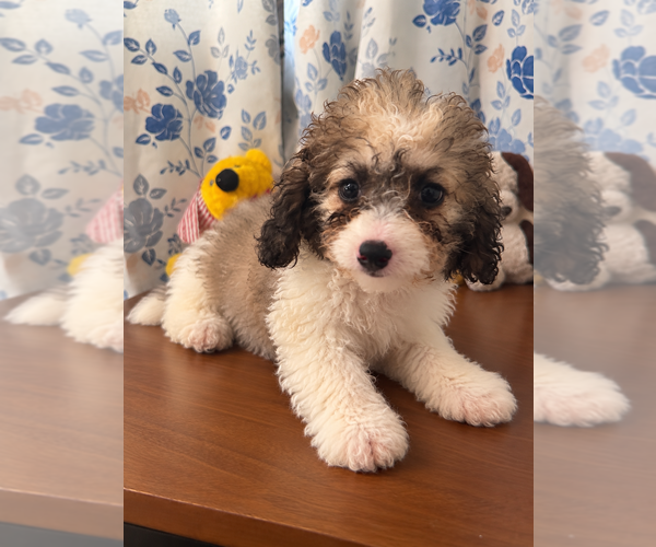 Medium Photo #24 Cockapoo (Miniature) Puppy For Sale in DURHAM, CT, USA
