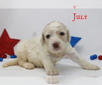 Small Photo #2 Goldendoodle Puppy For Sale in MIDDLESEX, NC, USA