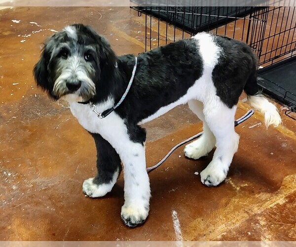 Medium Photo #3 Saint Berdoodle Puppy For Sale in MARION, TX, USA