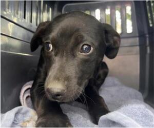 Labrador Retriever Dogs for adoption in Redwood City, CA, USA