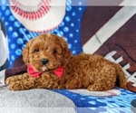 Small Photo #4 Cavapoo-Poodle (Miniature) Mix Puppy For Sale in NEW PROVIDENCE, PA, USA