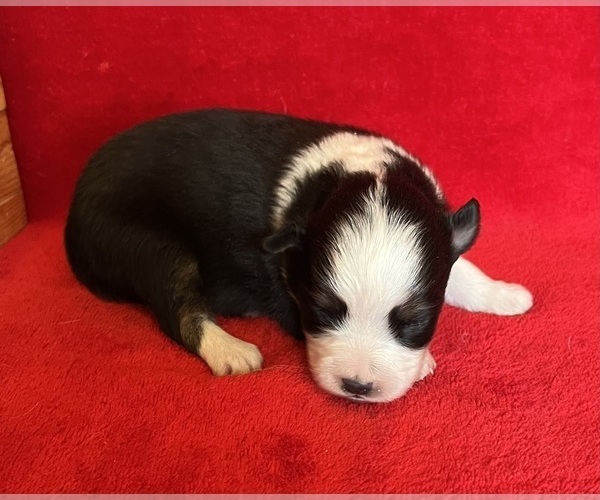Medium Photo #1 Miniature Australian Shepherd Puppy For Sale in FORT MORGAN, CO, USA