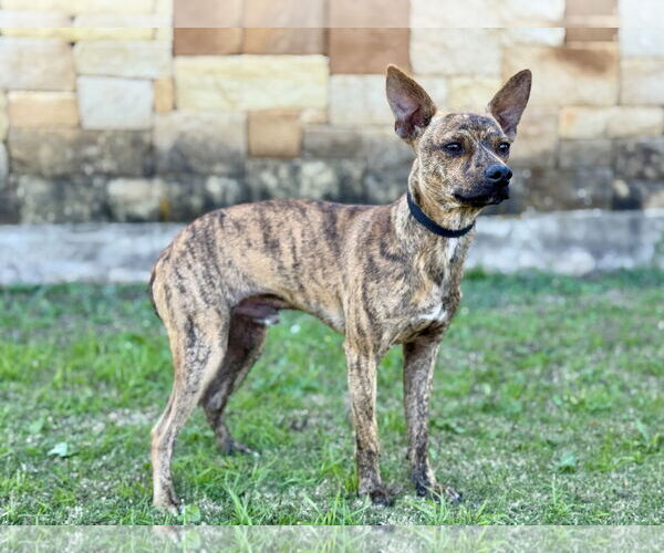 Medium Photo #4 Mutt Puppy For Sale in PIPE CREEK, TX, USA