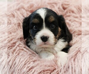 Bernese Mountain Dog-Cavalier King Charles Spaniel Mix Puppy for sale in COATESVILLE, PA, USA