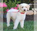 Small Photo #1 Poodle (Toy) Puppy For Sale in PARADISE, PA, USA