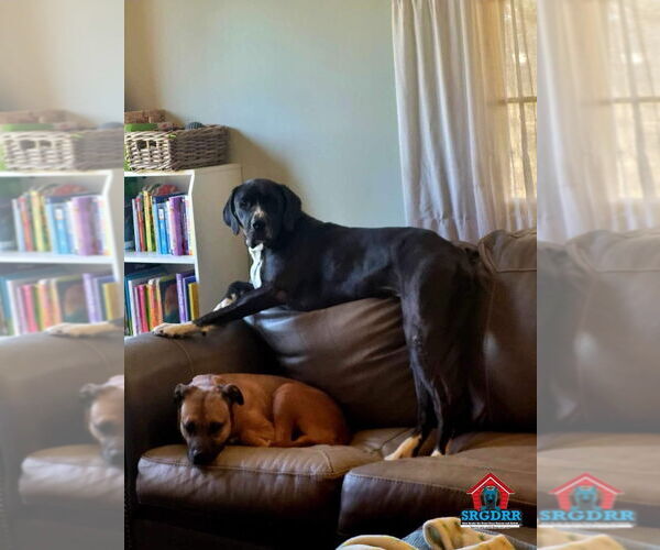 Medium Photo #28 Boxer-Great Dane Mix Puppy For Sale in Bullard, TX, USA
