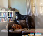 Small #27 Boxer-Great Dane Mix