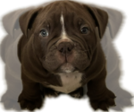 Puppy Puppy 3 English Bulldog