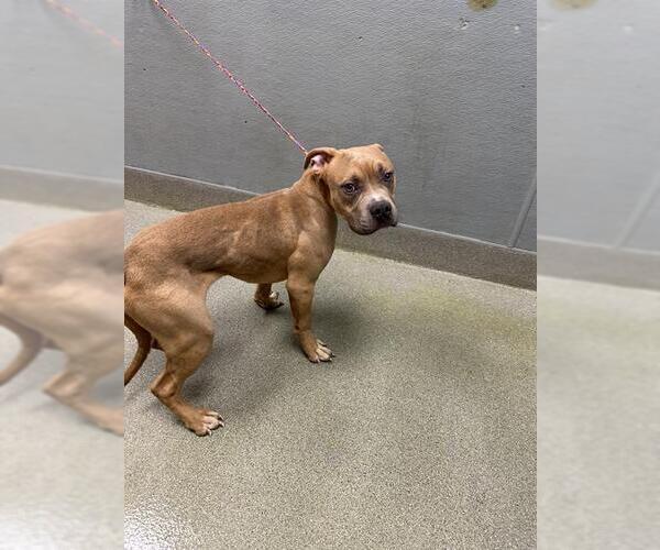 Medium Photo #1 Mutt Puppy For Sale in Las Vegas, NV, USA