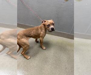 Mutt Dogs for adoption in Las Vegas, NV, USA