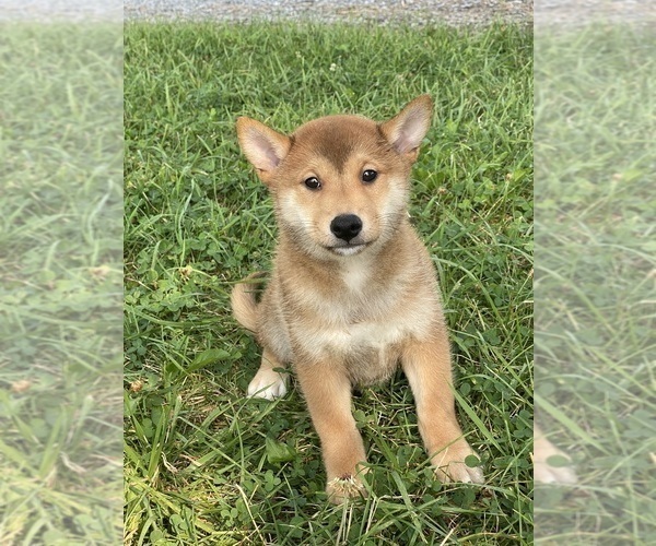 Medium Photo #5 Shiba Inu Puppy For Sale in CANOGA, NY, USA