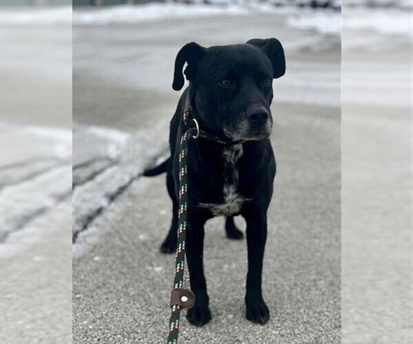 Medium Photo #1 Labrador Retriever Puppy For Sale in Louisville, KY, USA