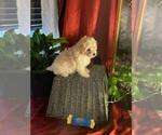 Small #3 Poovanese
