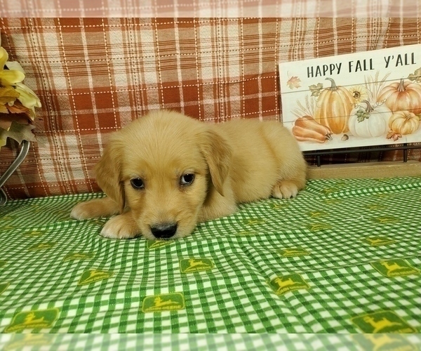 Medium Photo #8 Golden Retriever Puppy For Sale in FALCON, CO, USA