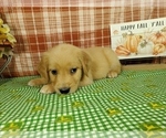 Small #7 Golden Retriever