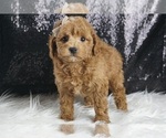 Small #6 Maltipoo