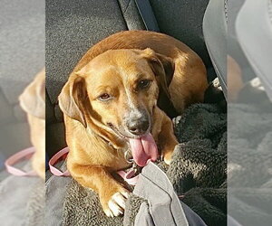 Dachshund-Unknown Mix Dogs for adoption in Omaha, NE, USA