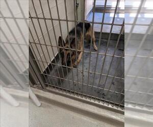 German Shepherd Dog Dogs for adoption in Upland, CA, USA