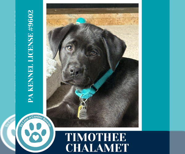 Medium Photo #2 Labrador Retriever-Unknown Mix Puppy For Sale in Kimberton, PA, USA