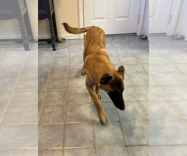 Medium Photo #3 Mutt Puppy For Sale in Imlay City, MI, USA