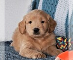 Small Photo #11 Goldendoodle (Miniature) Puppy For Sale in SYRACUSE, IN, USA