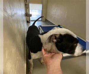 American Staffordshire Terrier Dogs for adoption in Sanford, FL, USA