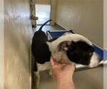 Small American Staffordshire Terrier