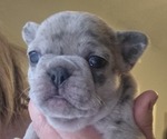 Small #7 French Bulldog