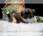 Puppy Casey Shih Tzu