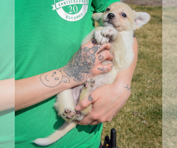 Medium Photo #3 Chihuahua-Unknown Mix Puppy For Sale in Huntley, IL, USA